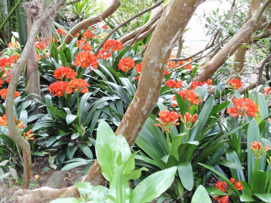 Wharepuke Subtropical * Kerikeri