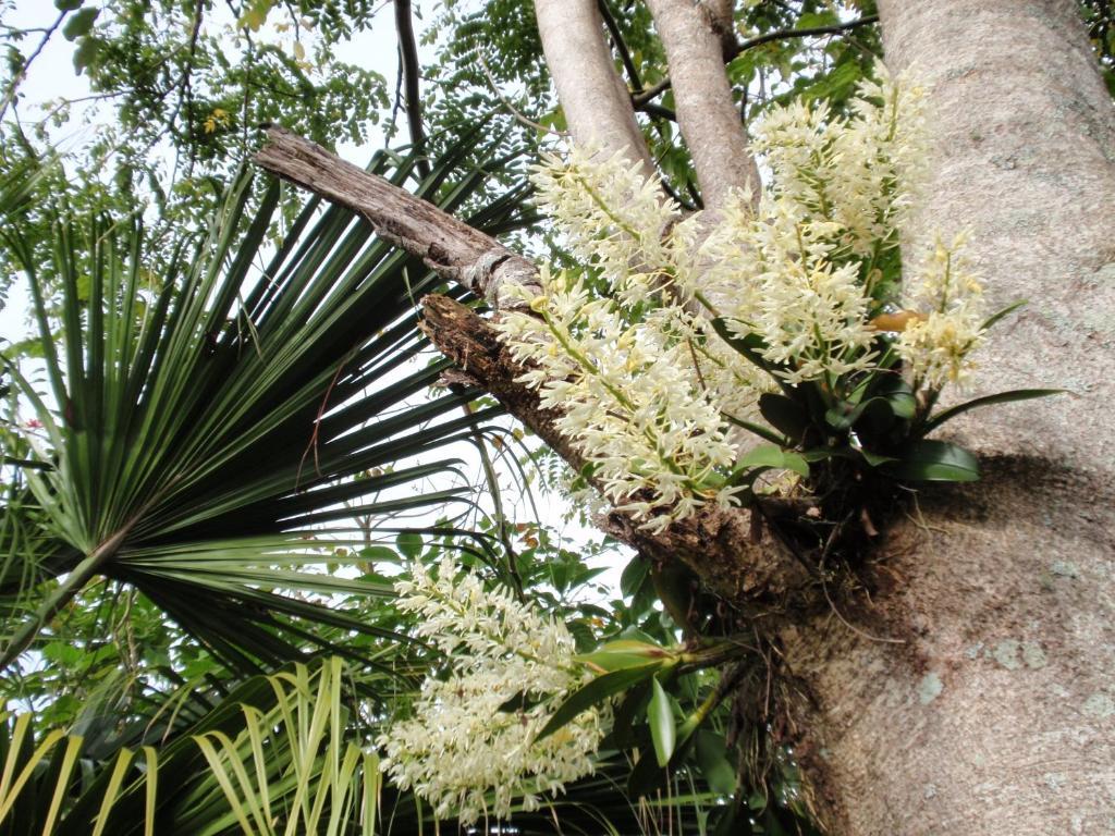 Wharepuke Subtropical Holiday home