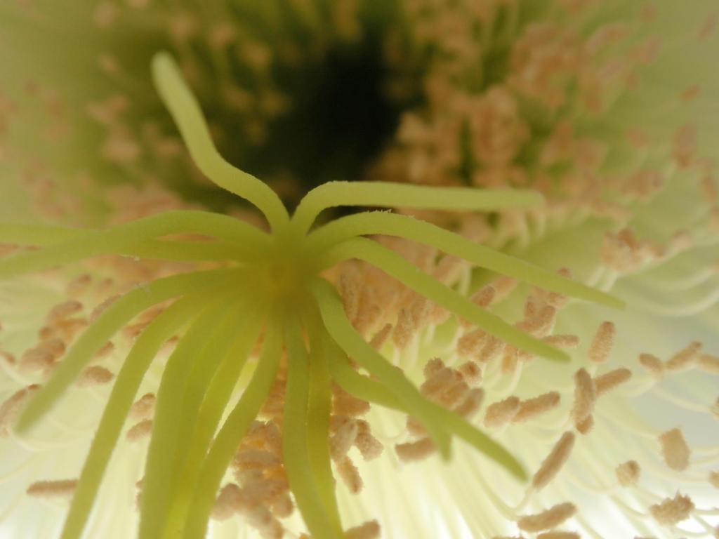 Wharepuke Subtropical *