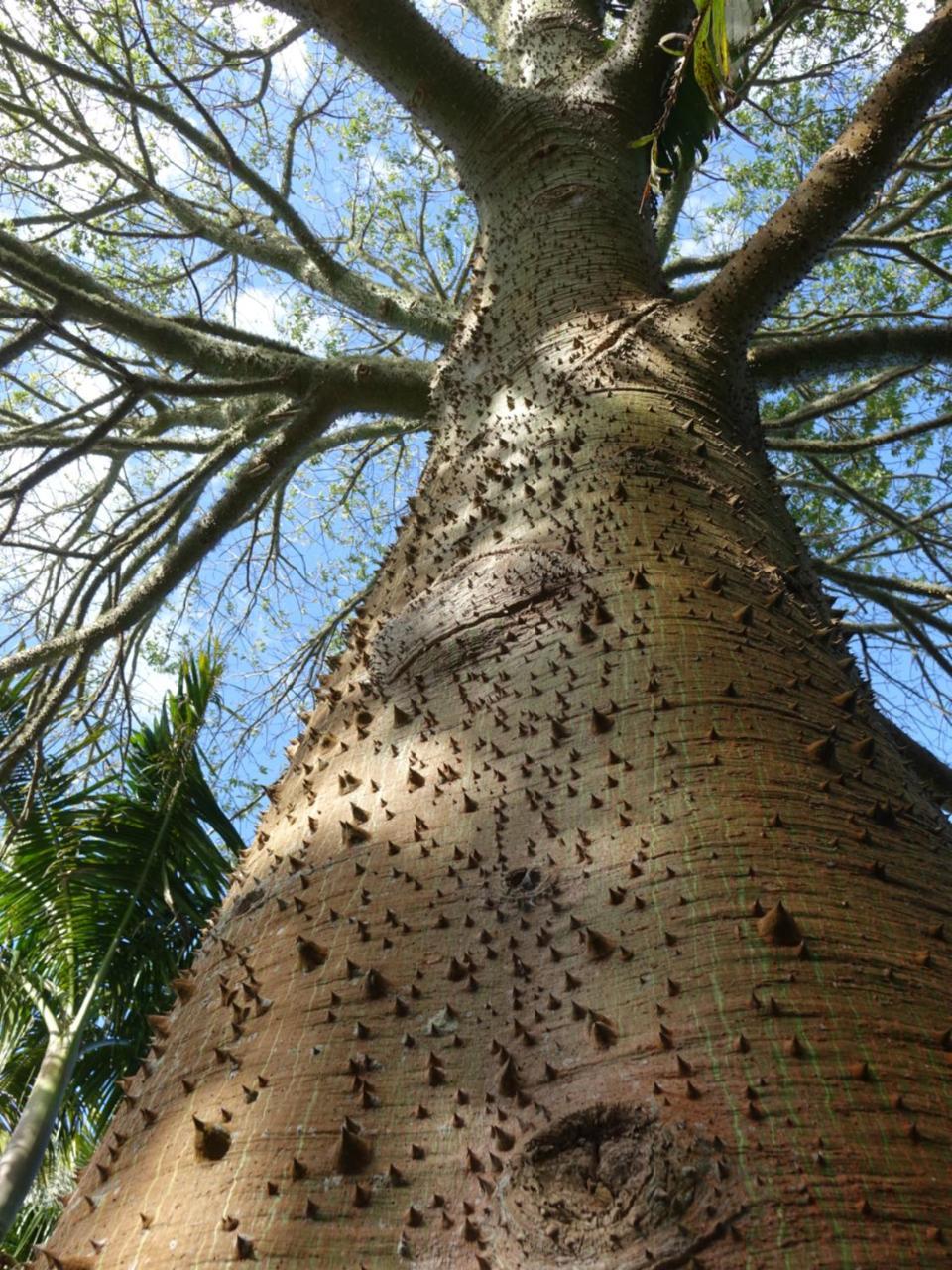 Wharepuke Subtropical * Kerikeri